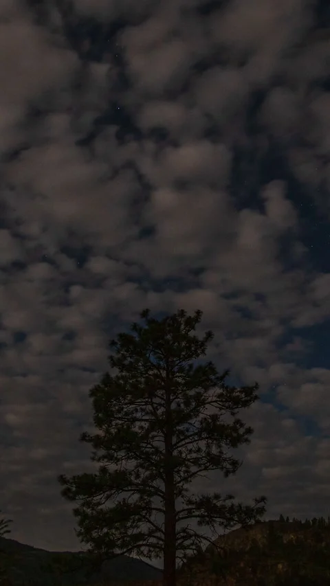 Vertical Night Timelapse of a Lone Tree – Cloudy Night Landscape Stock Footage 310203293