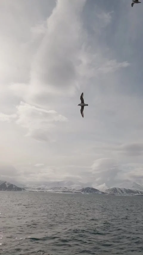 Vertical Northern Fulmar Flying Over Arctic Fjord in Svalbard Stock Footage 340036069