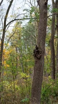 Vertical Oak Tree on Rule of Thirds with Unique Knot  Autumn Forest Photograp Stock Photos