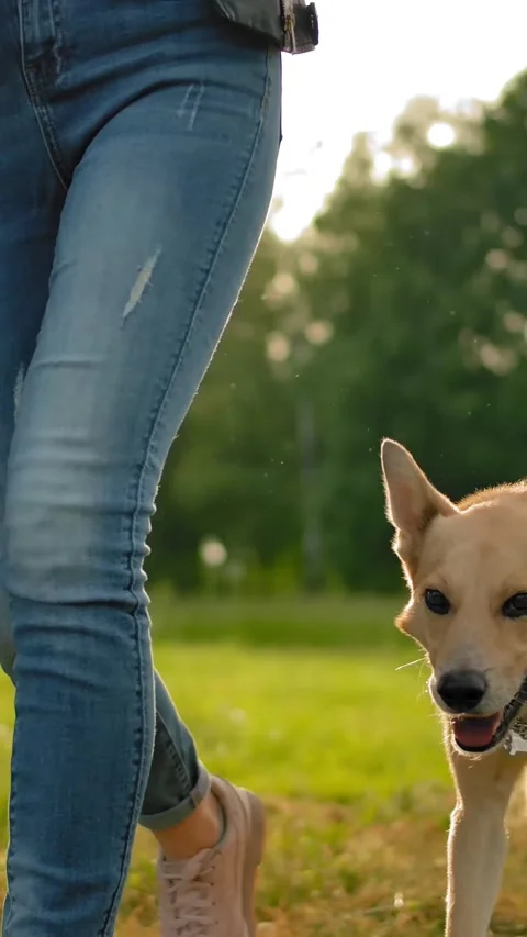 Vertical of An obedient dog without a leash walking along a path in a park next Stock Footage 278476313