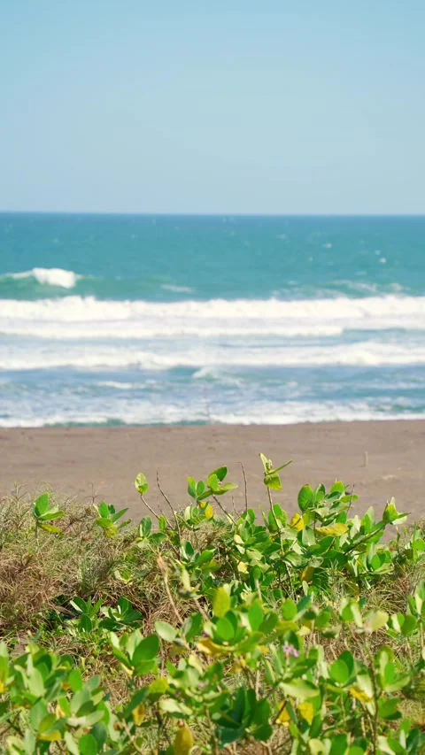 Vertical Ocean Waves And Green Plants Stock Footage 337527525