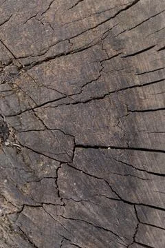 Vertical Old Dark Tree Trunk Cross Section Texture Background Stock Photos