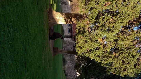 Vertical: Old man sitting on a bench bunder big green tree Stock Footage 233342150