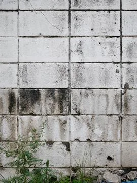 Vertical old white brick wall with tiny plant on the ground 写真素材