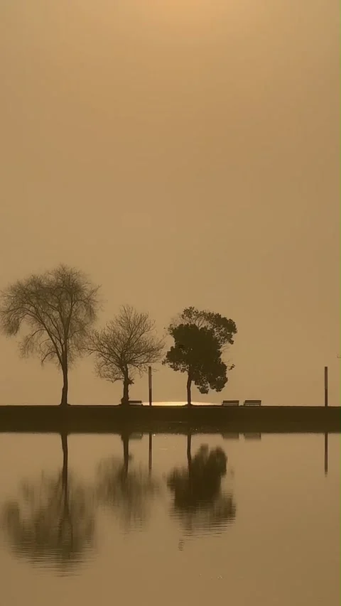 Vertical Orange Haze Landscape with Tree Silhouettes Stock Footage 333488097