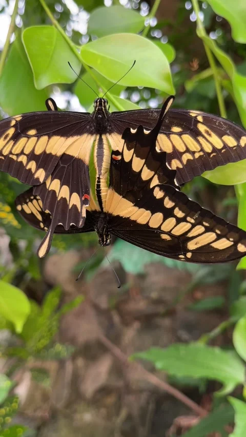 Vertical Orange with white and black color pattern on Common Tiger butterfly Stock Footage 245332062