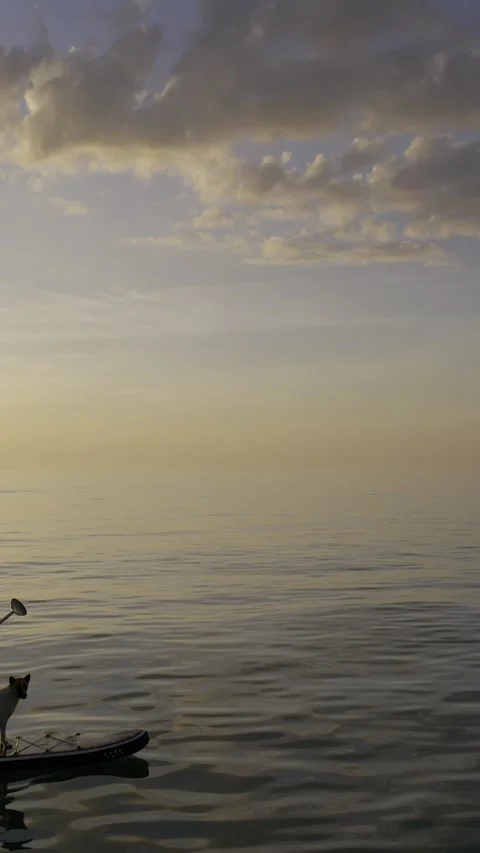 Vertical orbit Drone Shot of a man wit a hat Paddle with Dog at sunset Zen Beach Stock Footage 319842442