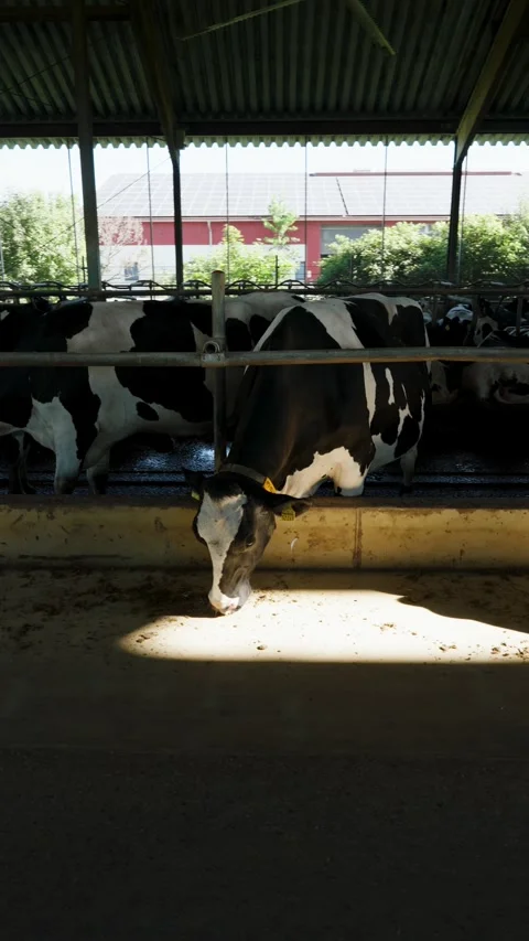 Vertical orbit gimbal shot of a Holstein dairy cow in a Bavarian barn Vídeo Stock 338157315