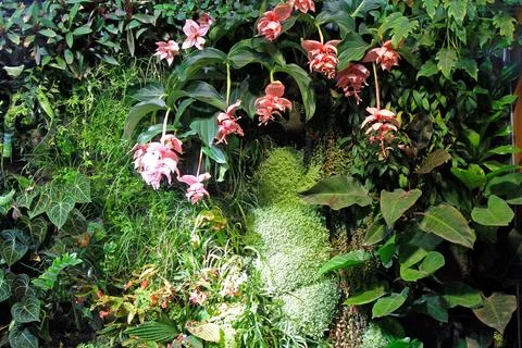 Vertical Orchids Garden Stock Photos