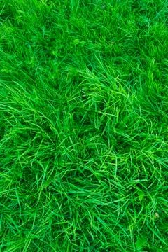 Vertical orientated grass land Stock Photos