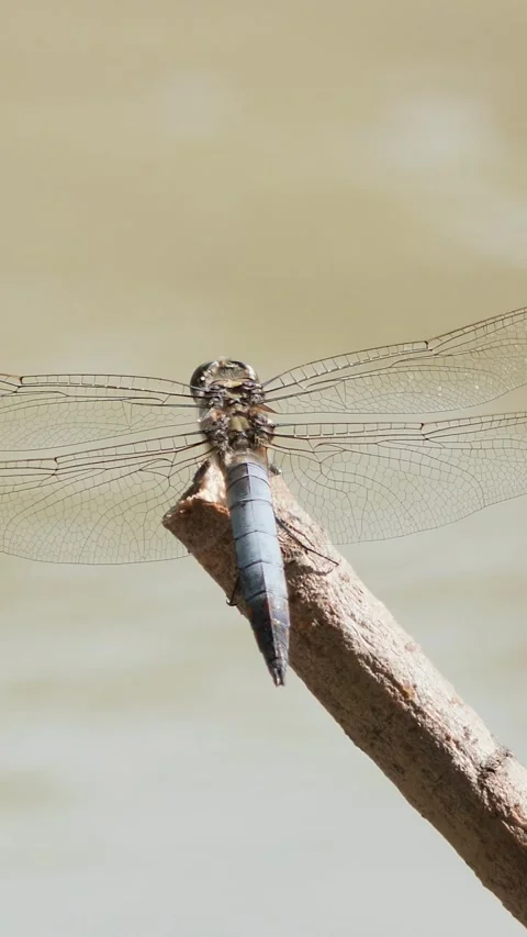 Vertical orientation of a beautiful blue dragonfly sitting on wood over runn Stock Footage 340598078