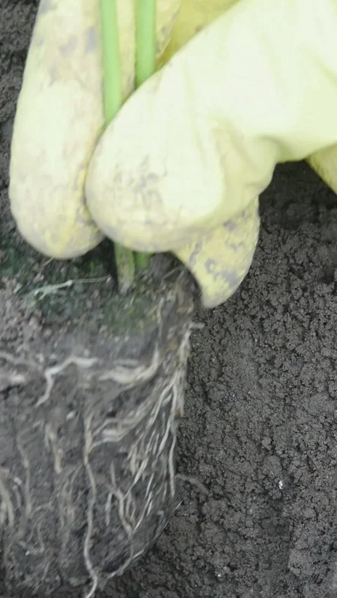 Vertical orientation showing the initial phase of vegetable cultivation as a Vídeos de archivo 334052284