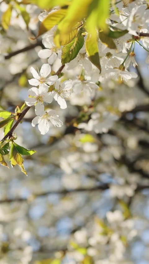 Vertical orientation video of white sakura flowers cherry blossom in full bloom Vídeo Stock 333580340