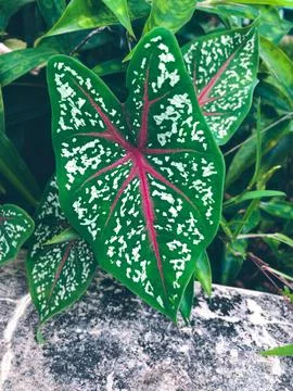 Vertical ornamental leaf composition for tropical design usage. Stock Photos