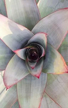Vertical overhead bromeliad rosette with pink edges, spiral pattern Stock Photos
