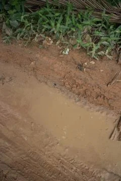 Vertical overhead close up muddy jungle road with roadside puddle and leafy v Stock Photos
