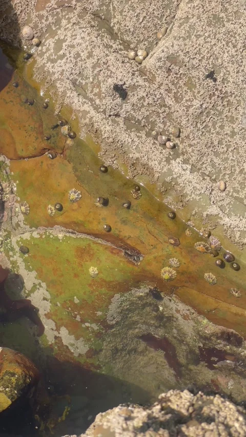 Vertical Overhead Close Up of Sea Snails in Tidal Rock Pool Stock Footage 340775076