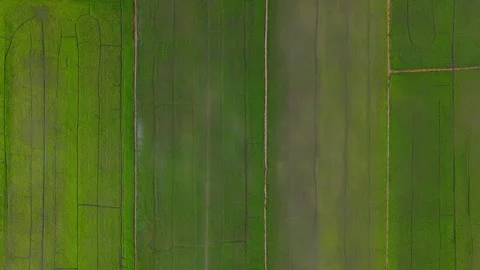 Vertical overhead drone shot of geometric green rice fields Vídeos de archivo 342391015