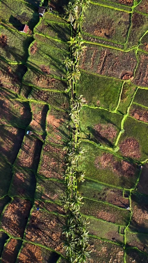 Vertical overhead Drone View of Tropical Rice Fields with Palm Trees Casting Stock Footage 332035375