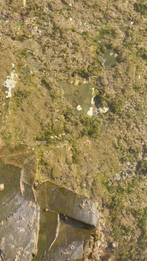 Vertical Overhead View of Algae and Moss Covered Coastal Rocks Stock Footage 340775063
