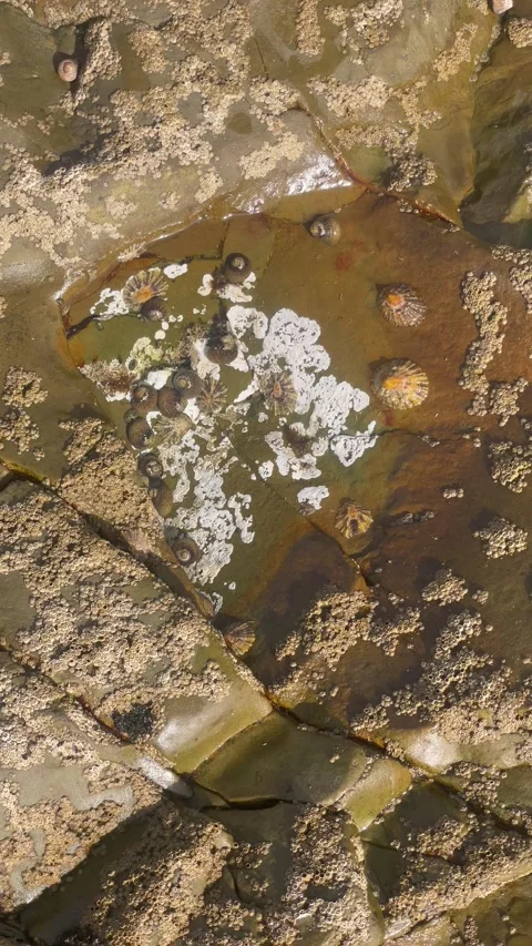 Vertical Overhead View of Barnacles and Limpets on Tidal Rock Stock Footage 340775066