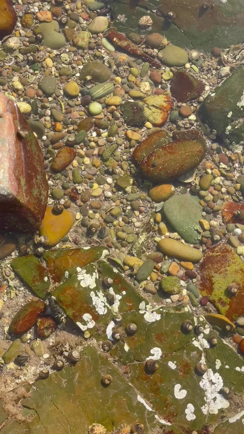 Vertical Overhead View of Pebbles and Sea Snails in Tide Pool Stock Footage 340775054