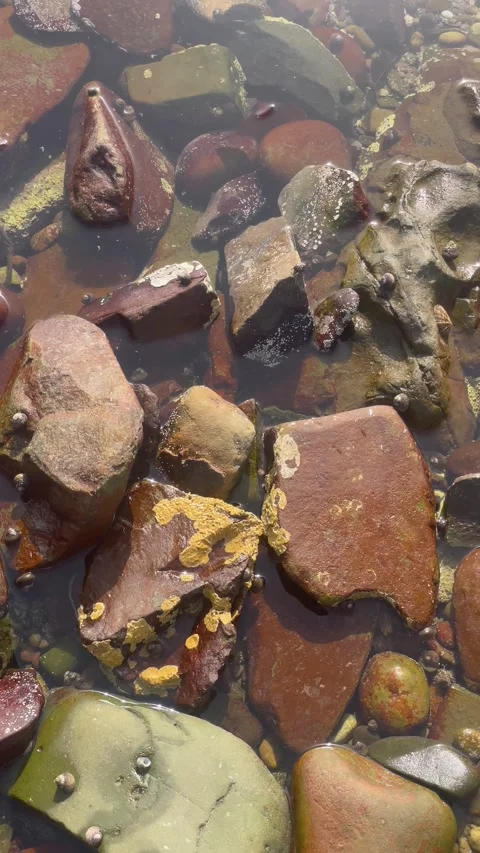 Vertical Overhead View of Reddish Coastal Rocks in Tide Pool Stock Footage 340775045