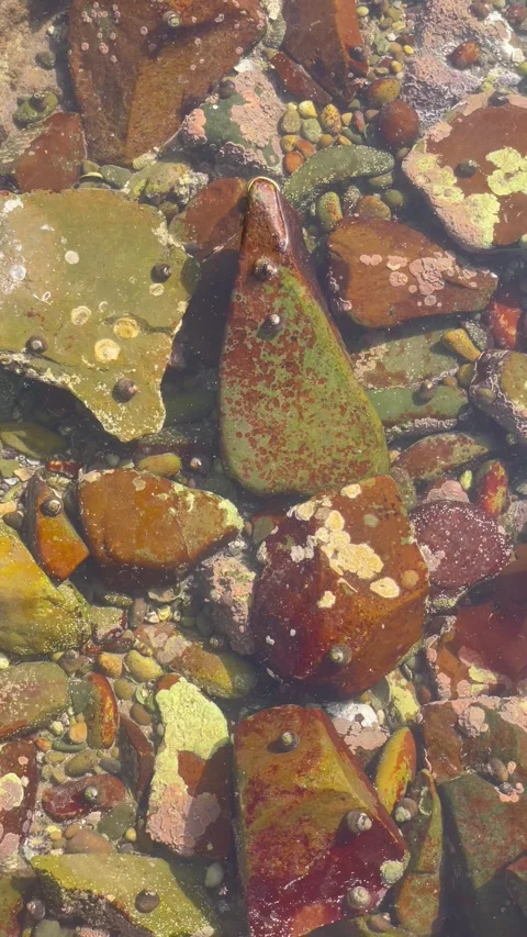 Vertical Overhead View of Sea Snails on Submerged Coastal Rocks Stock Footage 340775032