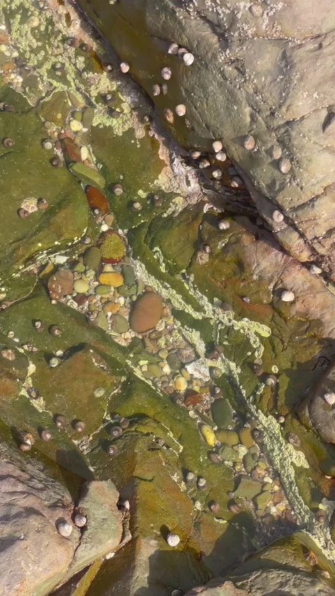 Vertical Overhead View of Sea Snails on Algae Coastal Rock Pool Stock Footage 340775042