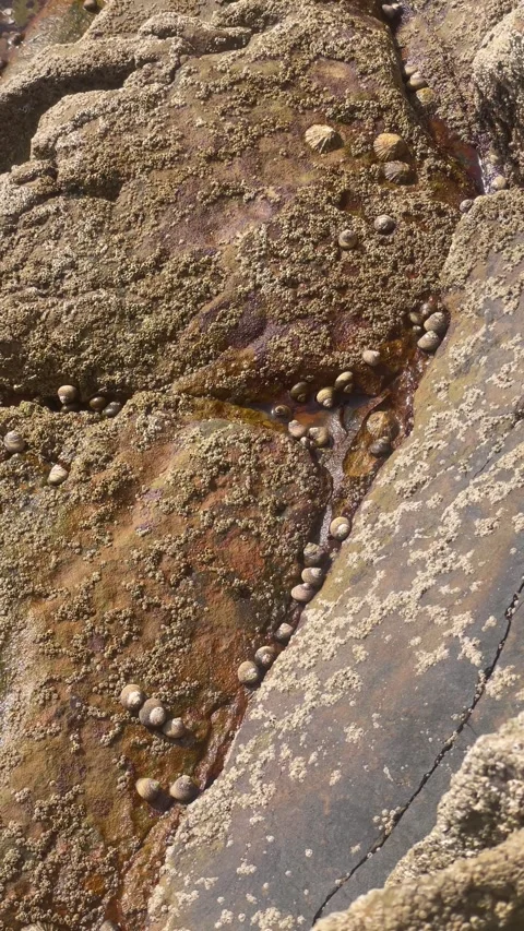Vertical Overhead View of Sea Snails Clinging to Coastal Rocks Stock Footage 340775073