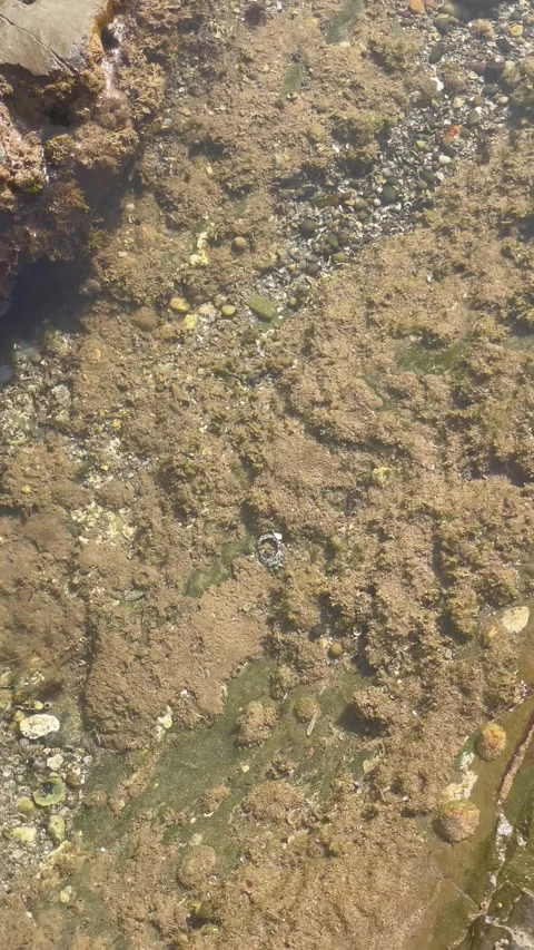 Vertical Overhead View of Shallow Tide Pool Bed with Algae Stock Footage 340775056