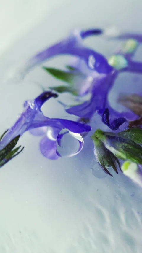 Vertical paint wet glitter ink drop blue flower Stock Footage 292595176
