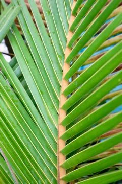 Vertical Palm Leaf with Water Drops for Fresh Tropical Background Stock Photos