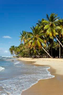 Vertical palm Stock Photos