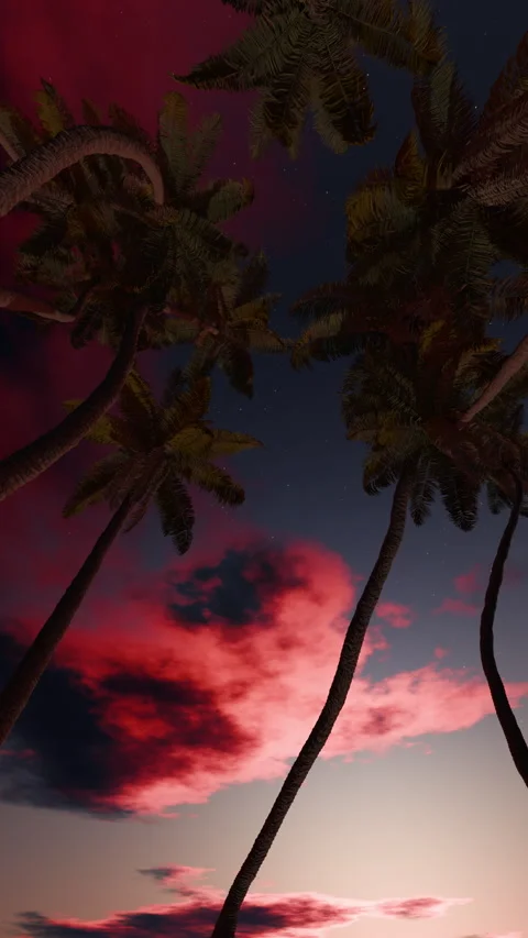 Vertical palm silhouettes against pink dusk clouds, static camera loop Stock Footage 342055904