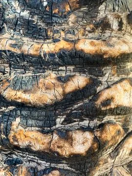 Vertical palm tree bark texture. Abstract natural tropical trendy background. Stock Photos
