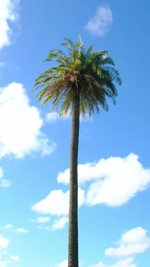Vertical Palm Tree On Blue Sky Clouds Stock Footage 253157404