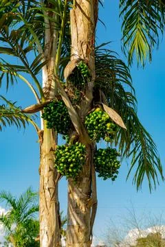 Vertical Palm Tree Composition Bactris gasipaes Macrocarpa Sustainable Crop Stock Photos