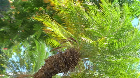 Vertical palm trees background in 4k slow motion 60fps Stock Footage 135441906