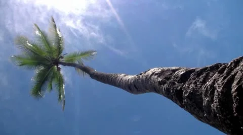 Vertical palmtree bluesky, seamless-loop Vidéo 8841109
