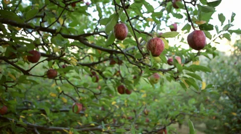 Vertical PAN of Apples on a tree. 스톡 동영상 31496862