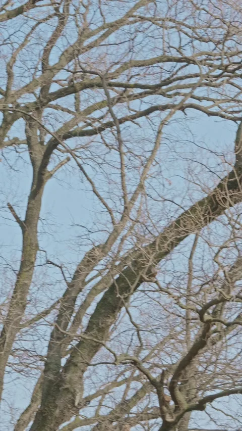 Vertical Pan of Bare Deciduous Trees in Winter Stockbeeldmateriaal 335107618