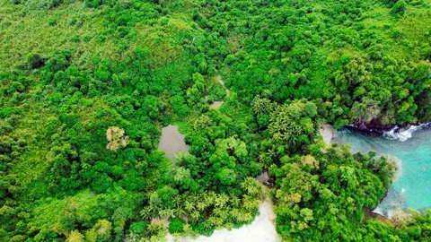Vertical pan from beach to jungle to sky Stock Footage 308083054