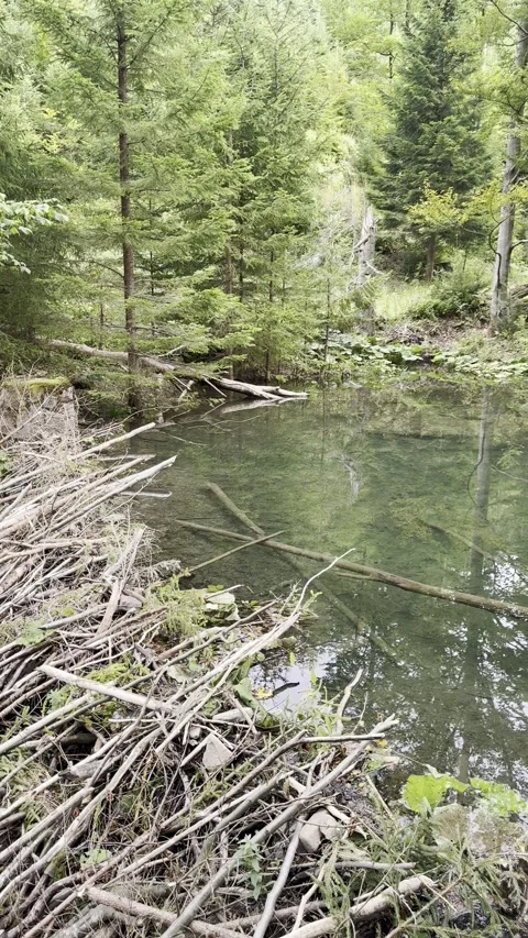 Vertical Pan Up Beaver Dam on Forest River 4K 30fps Stock Footage 344909133