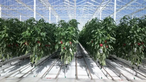 Vertical pan of bell pepper plants with ripe red peppers Stock Footage 308931587