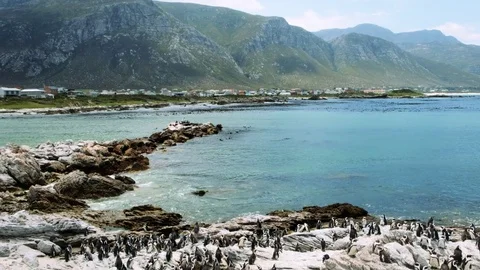 Vertical pan of bettys bay curious penguin Stock Footage 83346789