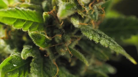 Vertical pan: Bottom to top of cannabis plant, ending on wind-dancing bud. Stock Footage 287425465