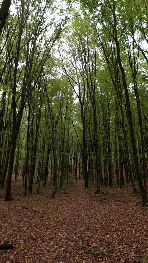 Vertical pan from bright tree canopy to autumn forest floor. Stock Footage 331317825