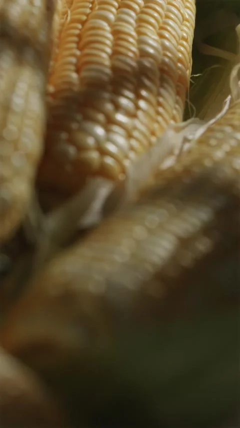 Vertical pan up close up of fresh corn cob in sunrise light Video stock 343403466