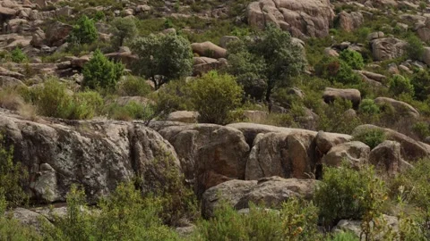 Vertical Pan Down Massive Granite Boulder in La Pedriza Spain Stock Footage 336665903